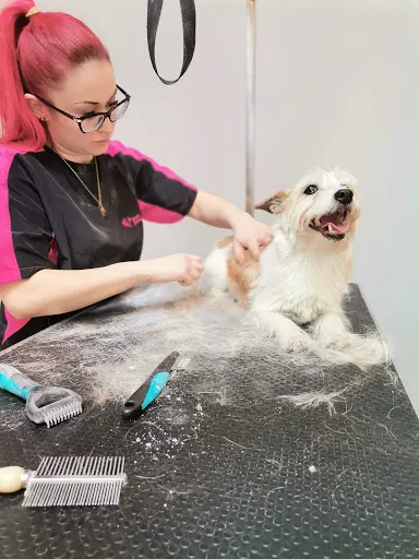 Beauty Dog Salon pielęgnacji psów